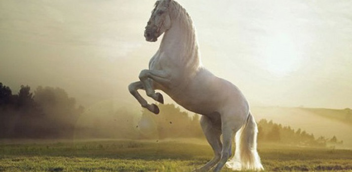 Mơ thấy ngựa trắng có ý nghĩa gì không? Con số may mắn?