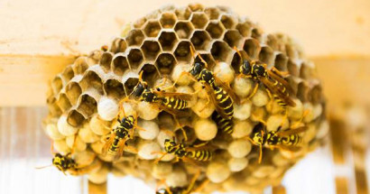Giấc mơ thấy tổ ong: điềm báo gì và con số may mắn nào?