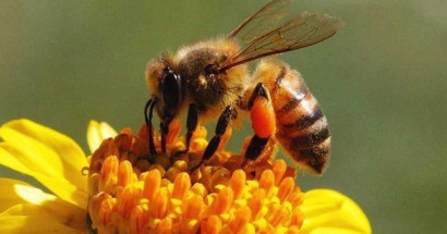 Mơ thấy ong đánh con gì? Có điềm báo lành hay dữ?